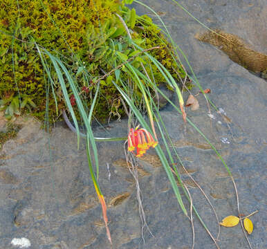 Image of Cyrtanthus epiphyticus J. M. Wood