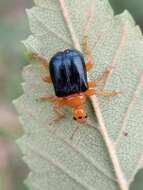 Image of Tomapoderus ruficollis (Fabricius & J. C. 1781)