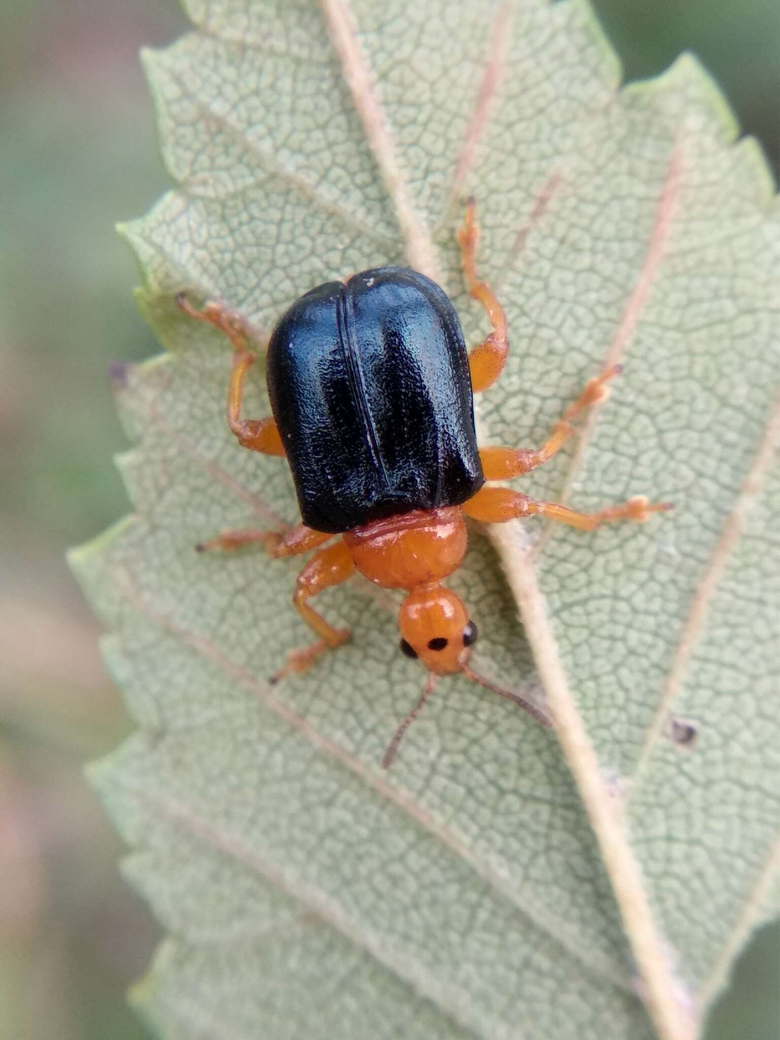 Image of Tomapoderus ruficollis (Fabricius & J. C. 1781)