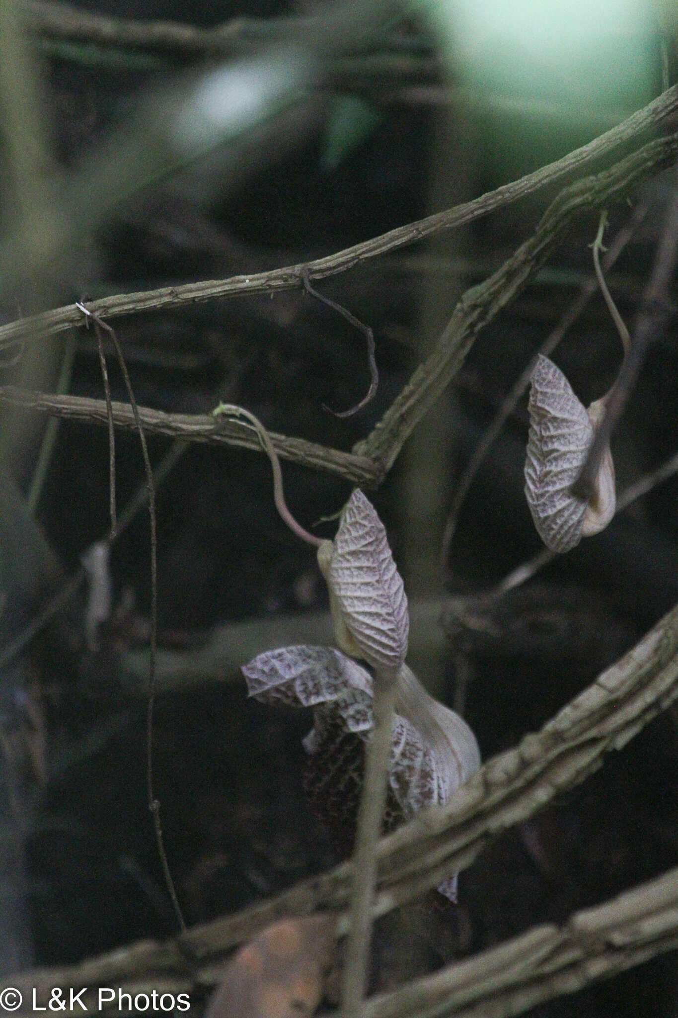 Image of Aristolochia cordiflora Mutis ex Kunth