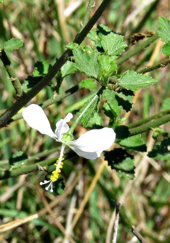 Imagem de Hibiscus meyeri subsp. meyeri