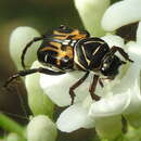 Image of Trigonopeltastes variabilis Howden 1968