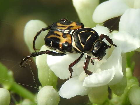 Image of Trigonopeltastes variabilis Howden 1968