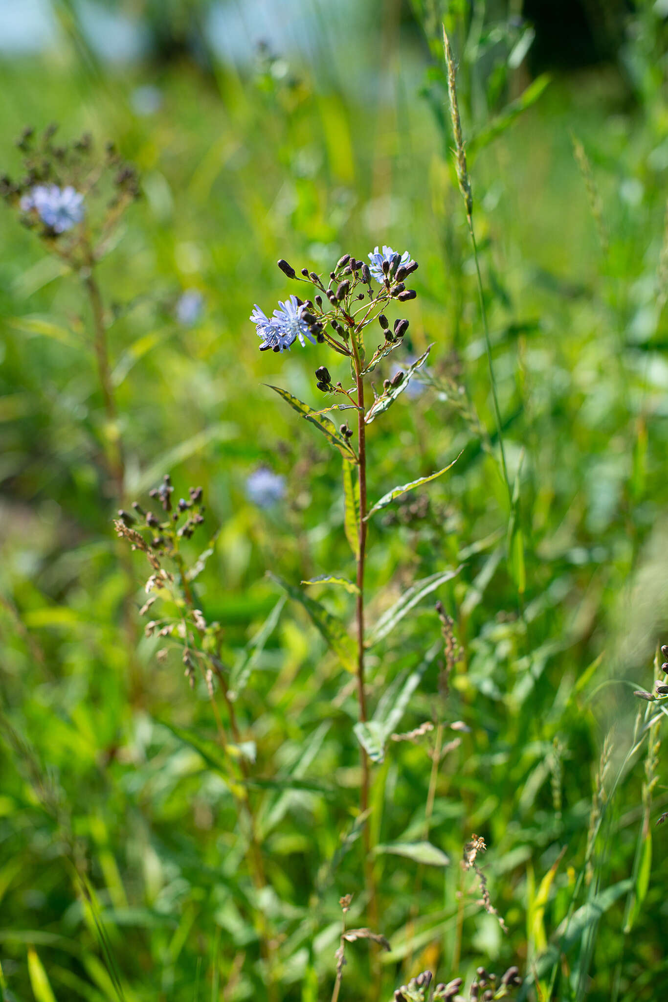 Plancia ëd Lactuca sibirica (L.) Maxim.