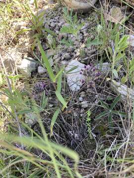 Image of subterranean Indian breadroot