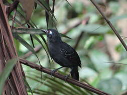 Image of Plumbeous Antbird