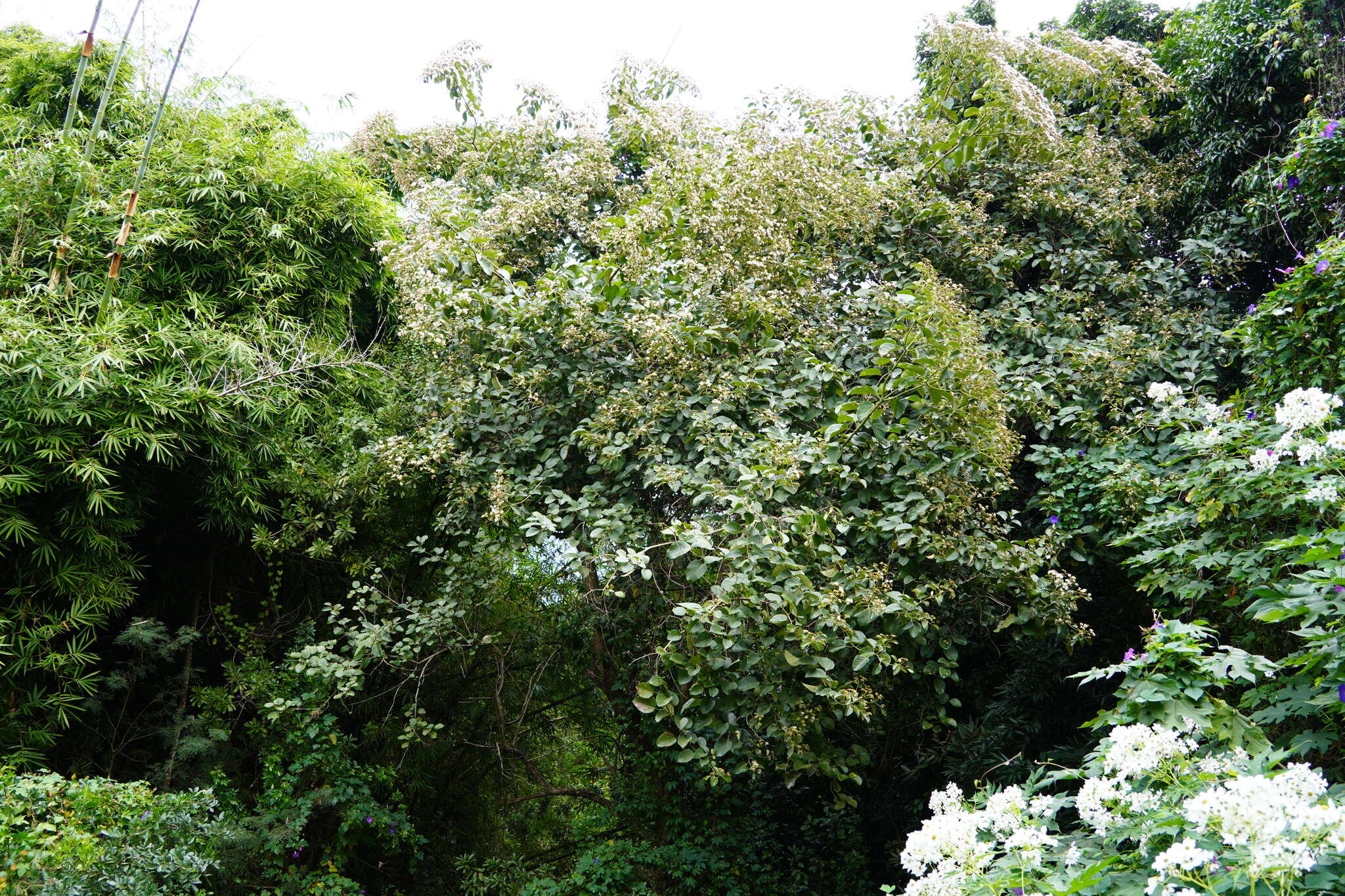 Image of Large-leaved cordia