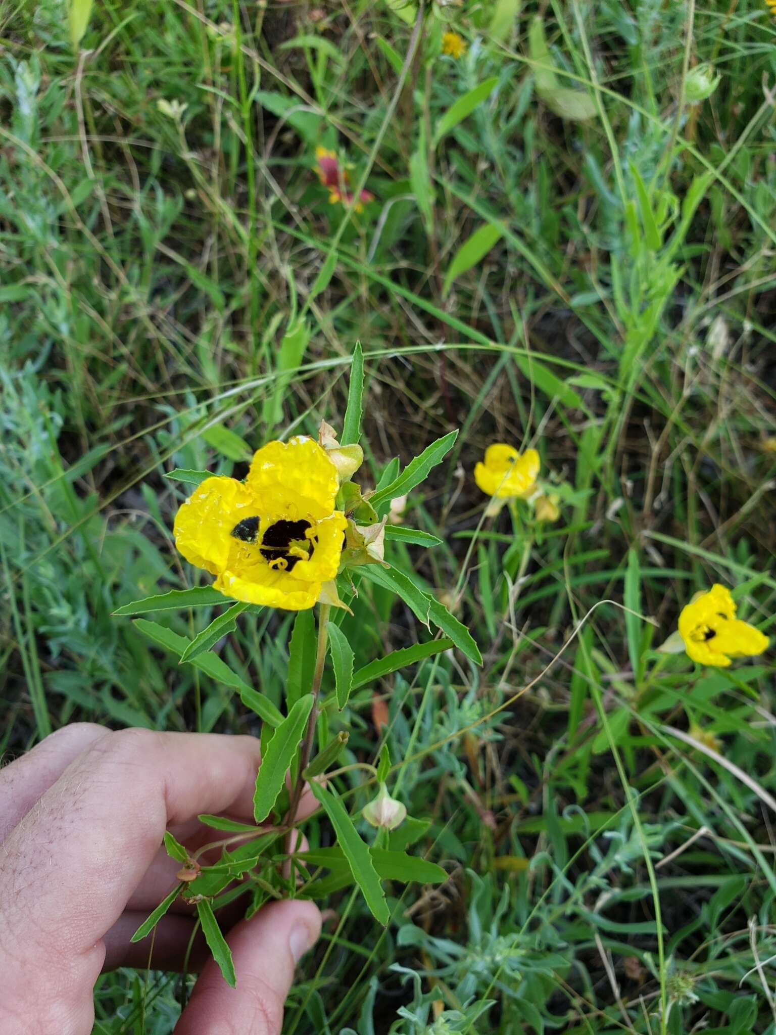 Oenothera berlandieri subsp. pinifolia (Engelm.) W. L. Wagner & Hoch resmi