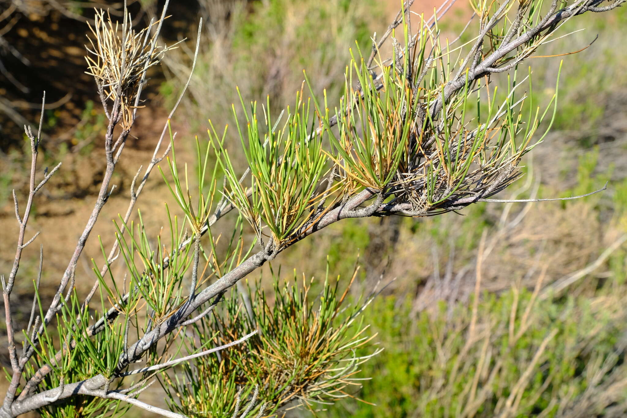 Image of Anginon fruticosum