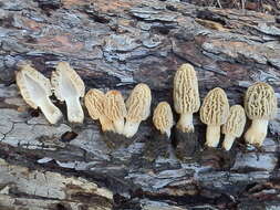 Image of Morchella tridentina Bres. 1898