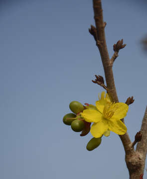 Image of Ochna lanceolata Spreng.