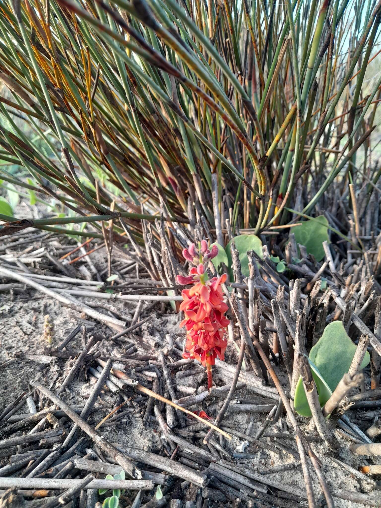 Image of Indigofera procumbens L.