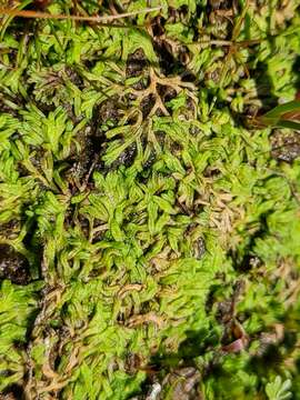 Image of Riccia canaliculata Hoffm.