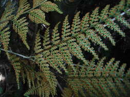 Image of Maxonia apiifolia (Sw.) C. Chr.