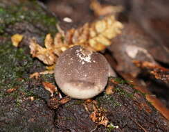 Imagem de Lycoperdon subincarnatum Peck 1872