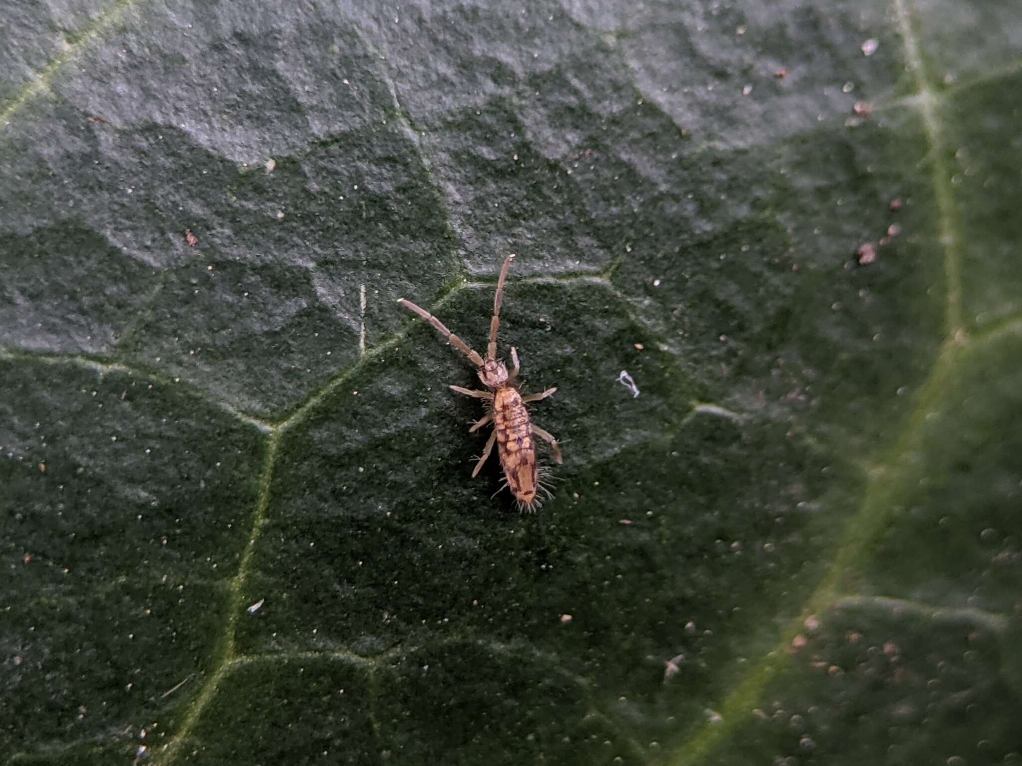 Image of Entomobrya intermedia Brook & G 1884