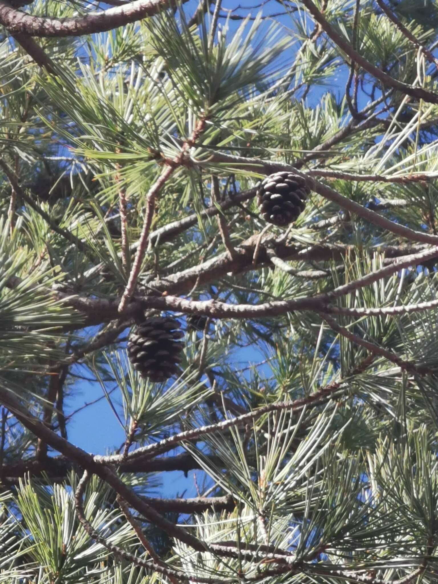 Image of Chihuahua Pine