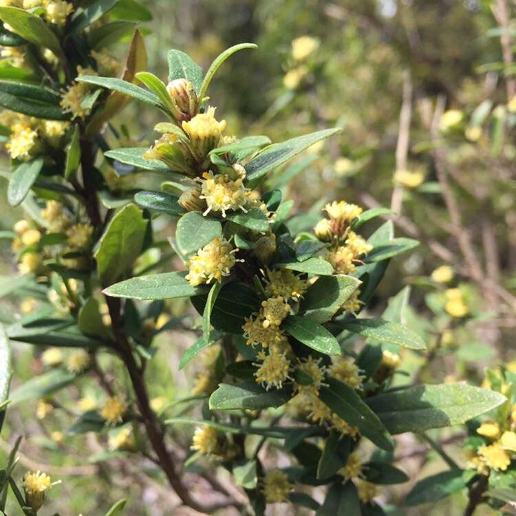 Image of Baccharis elaeoides Remy