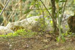 Image of Slaty Spinetail