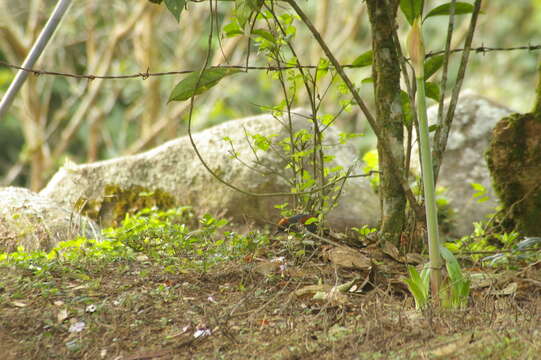 Image of Slaty Spinetail