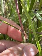 Schizachyrium scoparium subsp. scoparium resmi