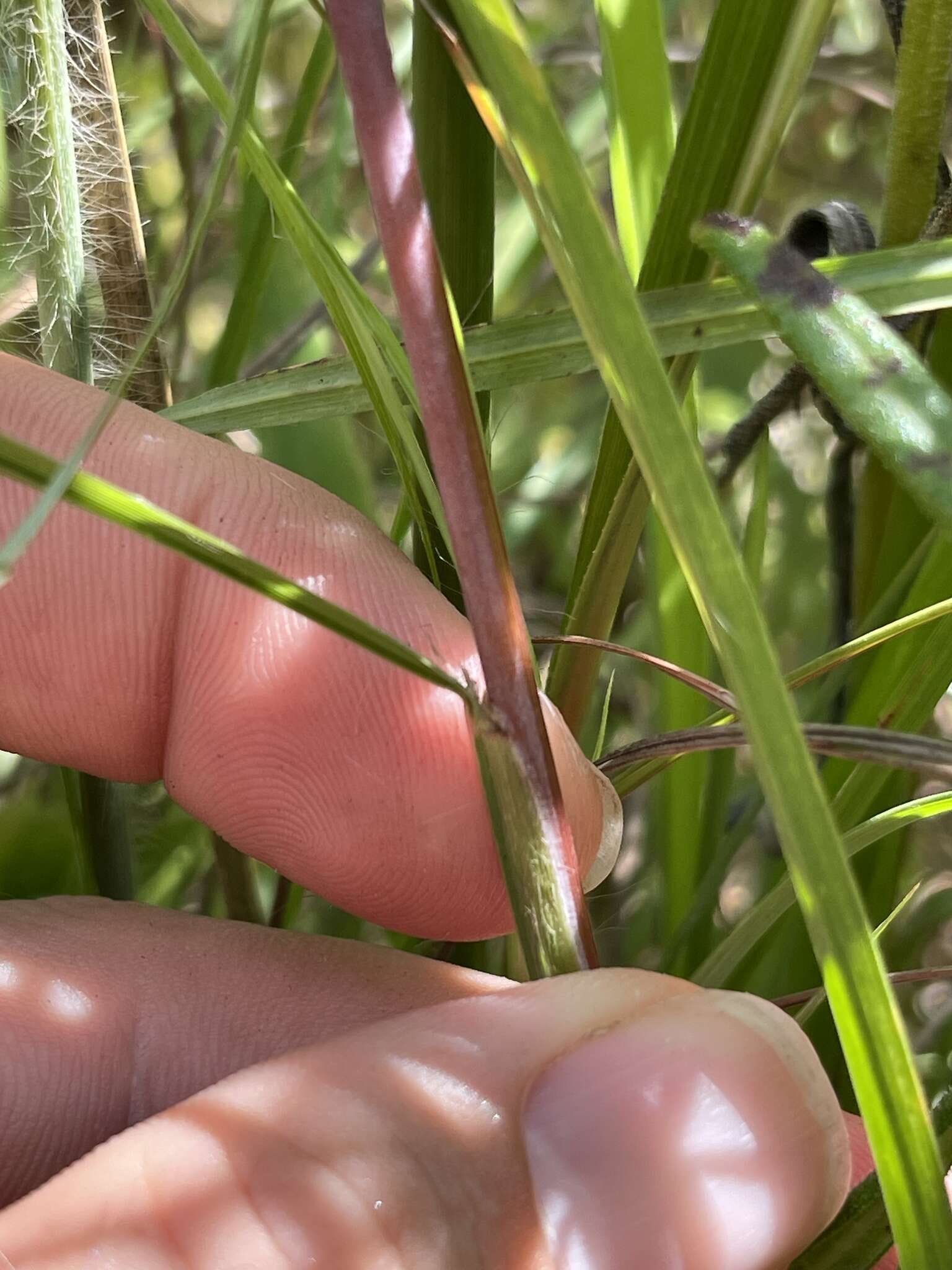 Schizachyrium scoparium subsp. scoparium resmi