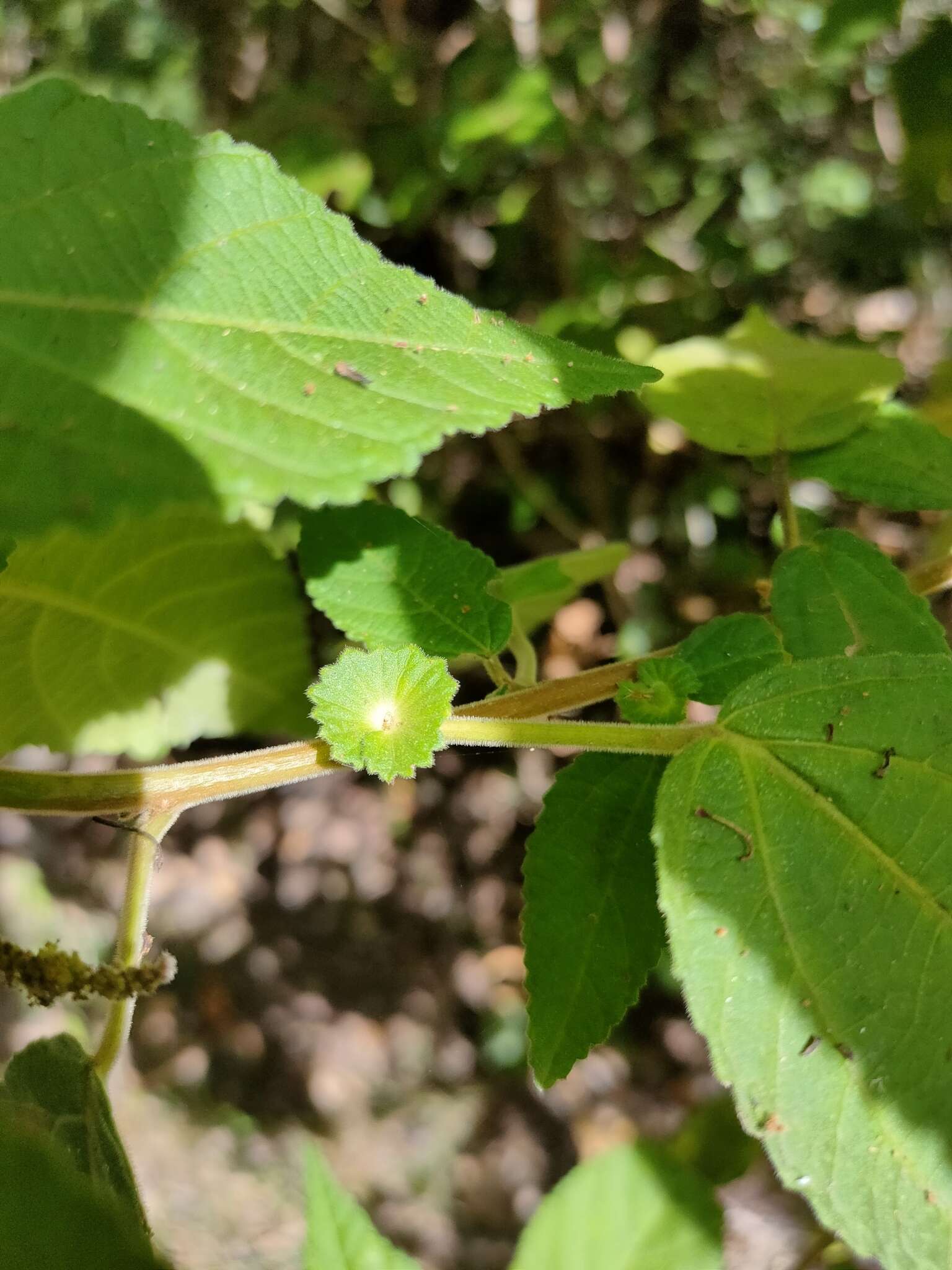 Imagem de Acalypha nemorum F. Muell. ex Müll. Arg.