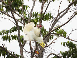 Image of Cacatua galerita triton Temminck 1849