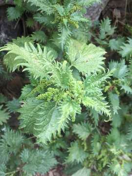 Слика од Urtica atrovirens Req. ex Loisel.