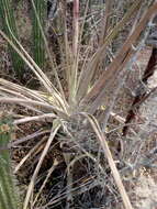 Imagem de Tillandsia huamelulaensis Ehlers