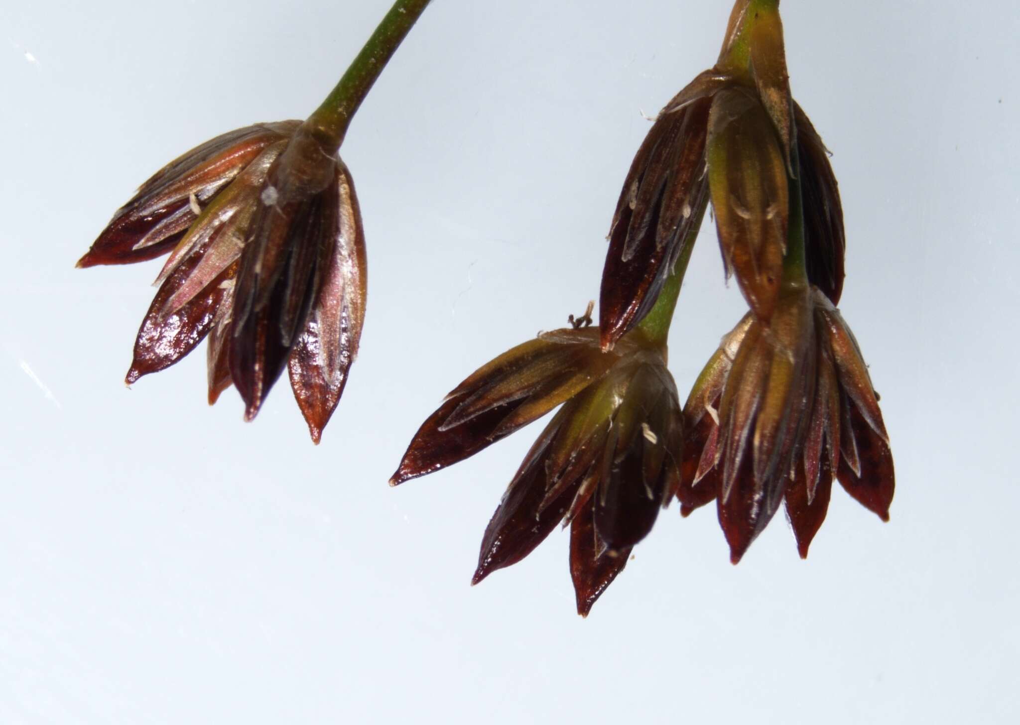 Image of Narrow-Panicle Rush