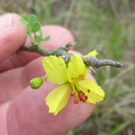 Image of Texas paloverde