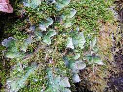 Image of felt lichen