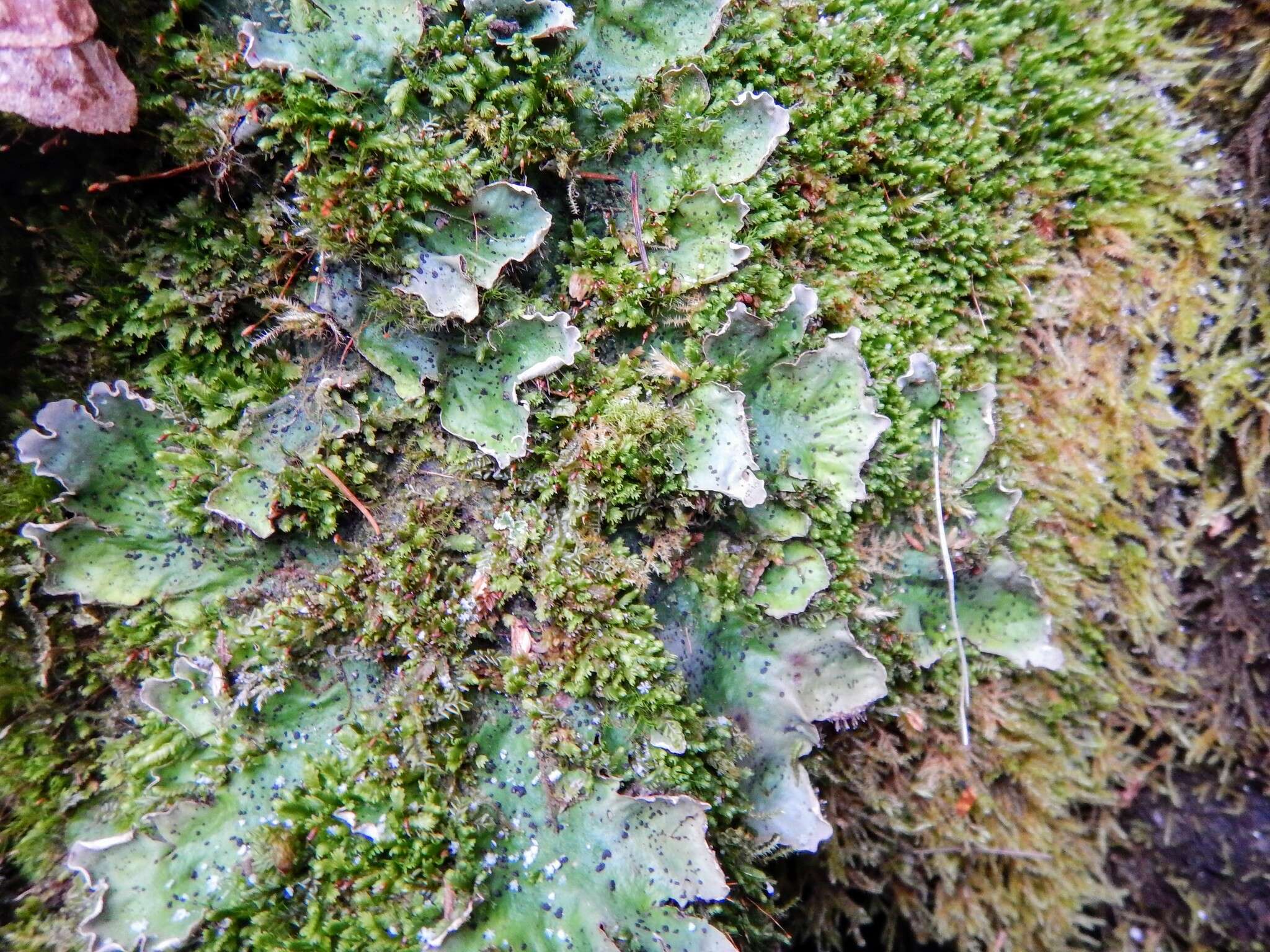 Слика од Peltigera leucophlebia (Nyl.) Gyeln.