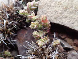 Слика од Crassula lanceolata subsp. lanceolata