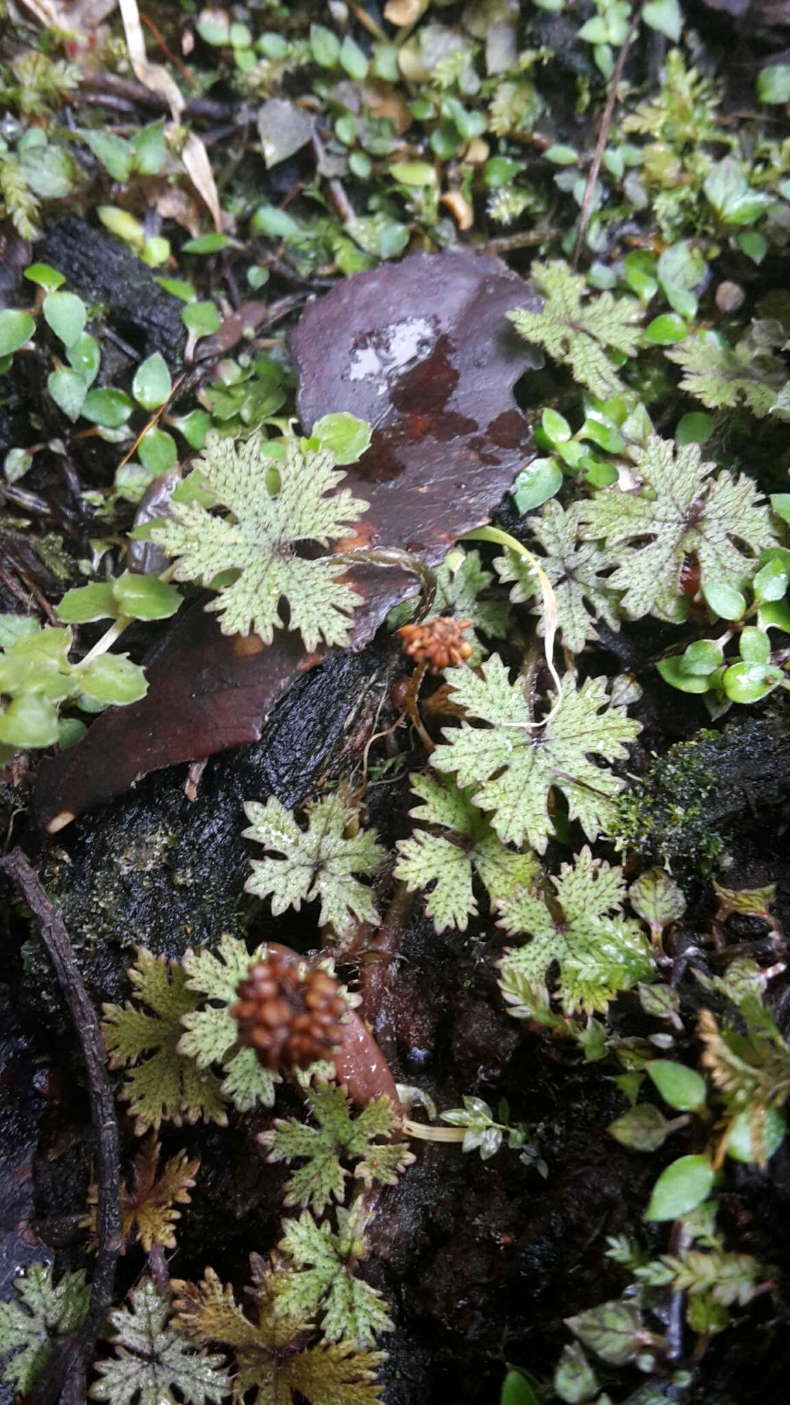 Image of Hydrocotyle dissecta Hook. fil.