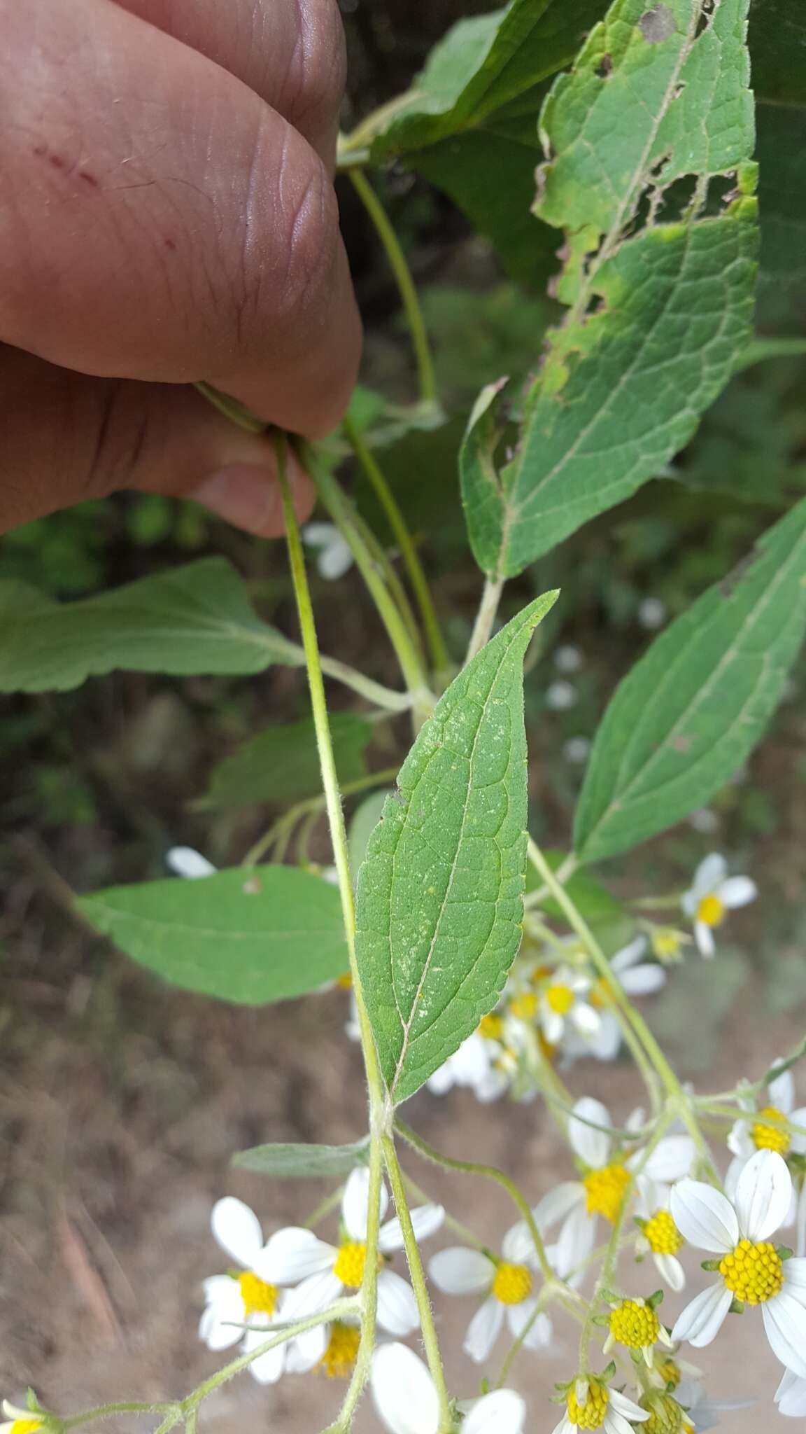 Image of Montanoa leucantha subsp. arborescens (A. P. DC.) V. A. Funk