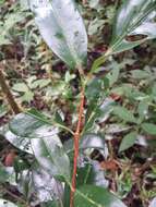 Image of Coffea mangoroensis Portères