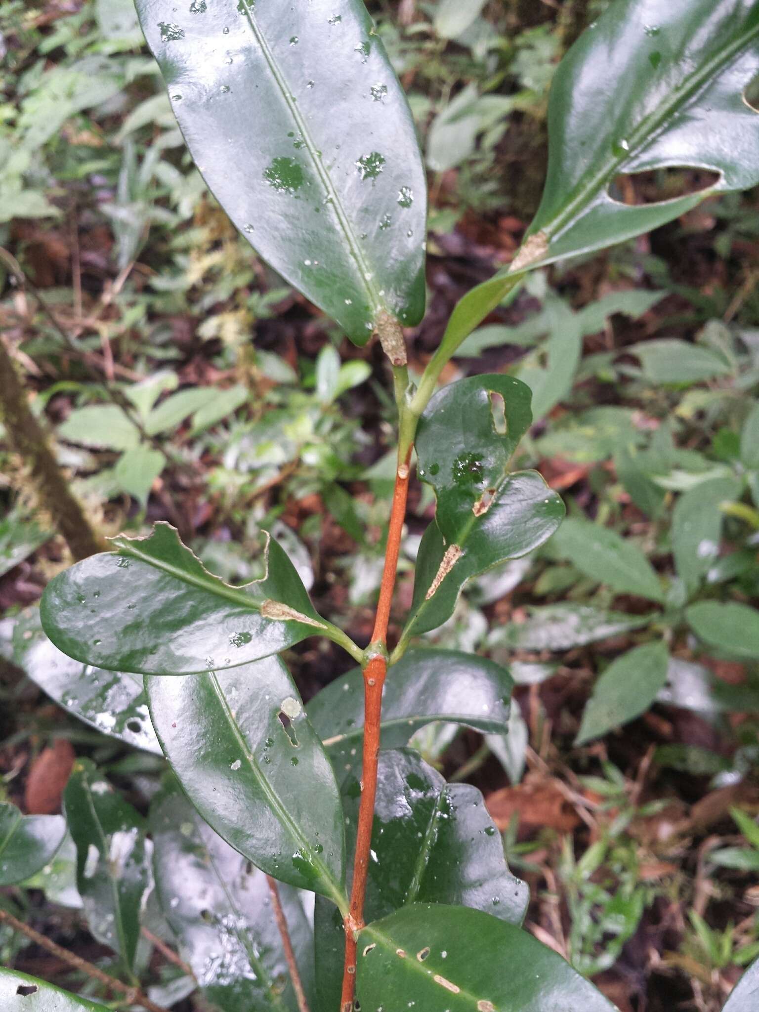 صورة Coffea mangoroensis Portères