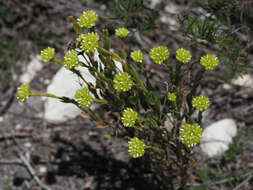 Image of Crassula subulata L.