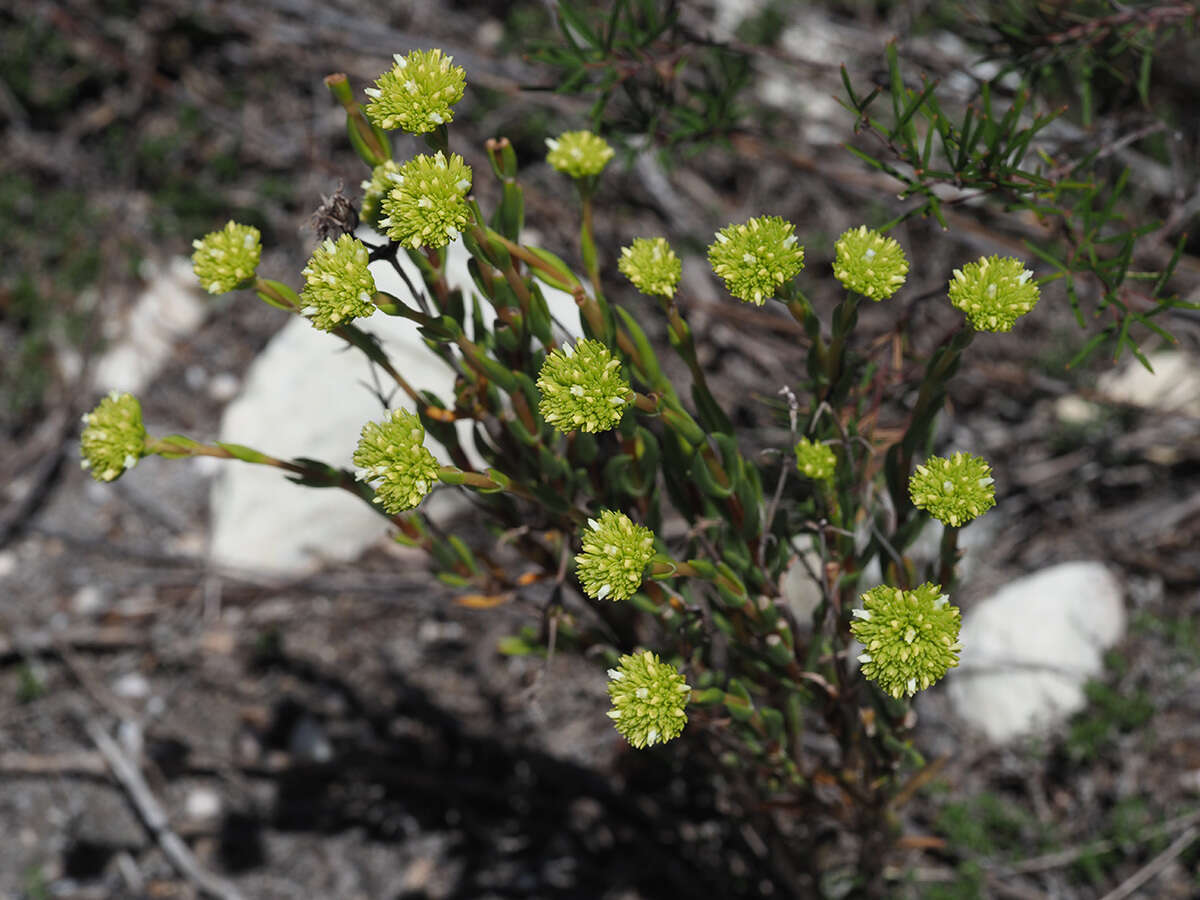 Image of Crassula subulata L.