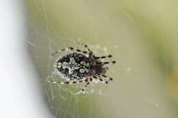 Image of Orbweaver