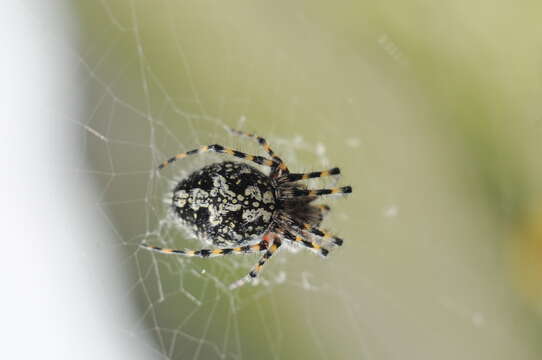 Image of Orbweaver