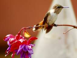 Image of Volcano Hummingbird