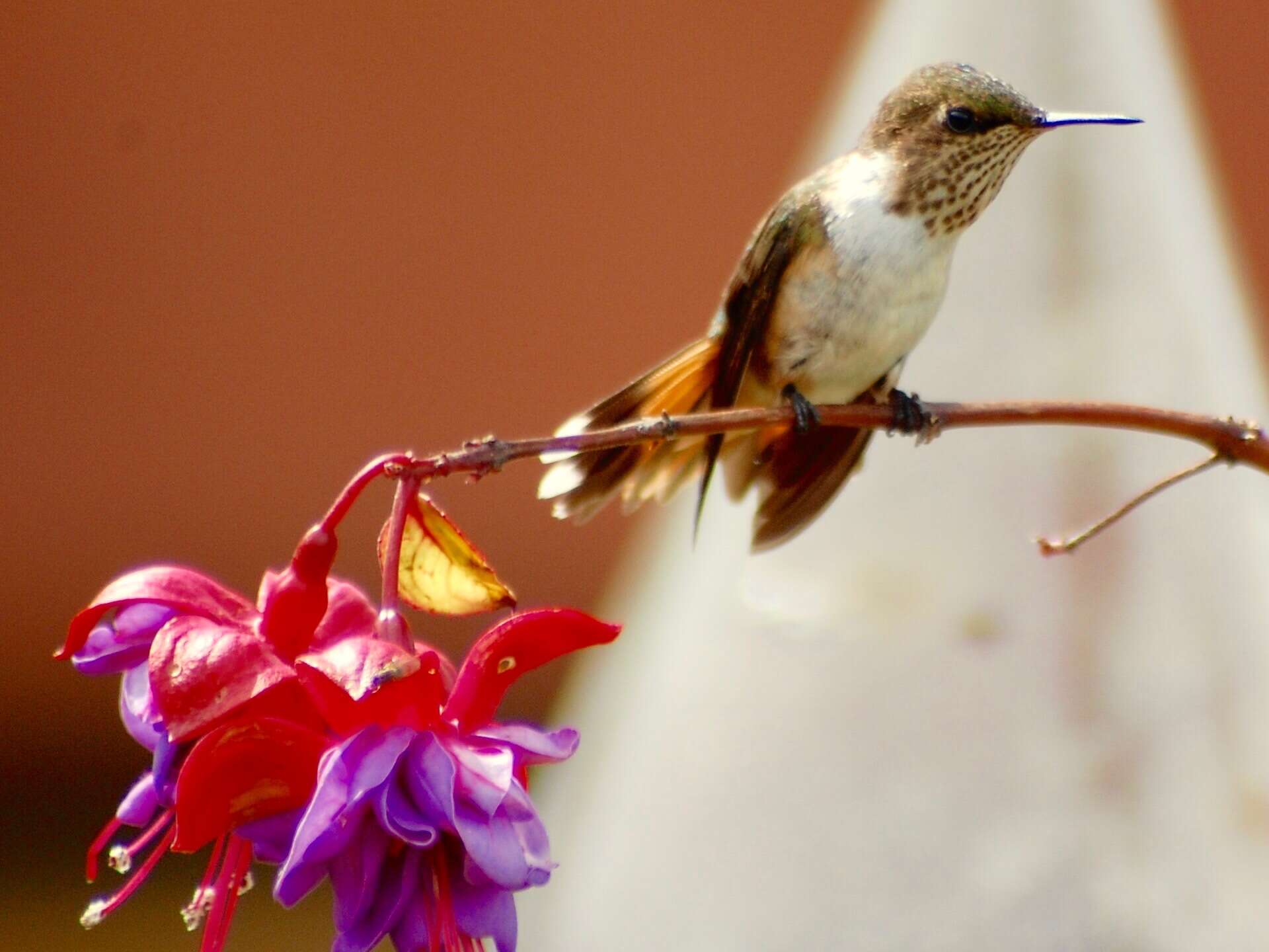 Image of Volcano Hummingbird