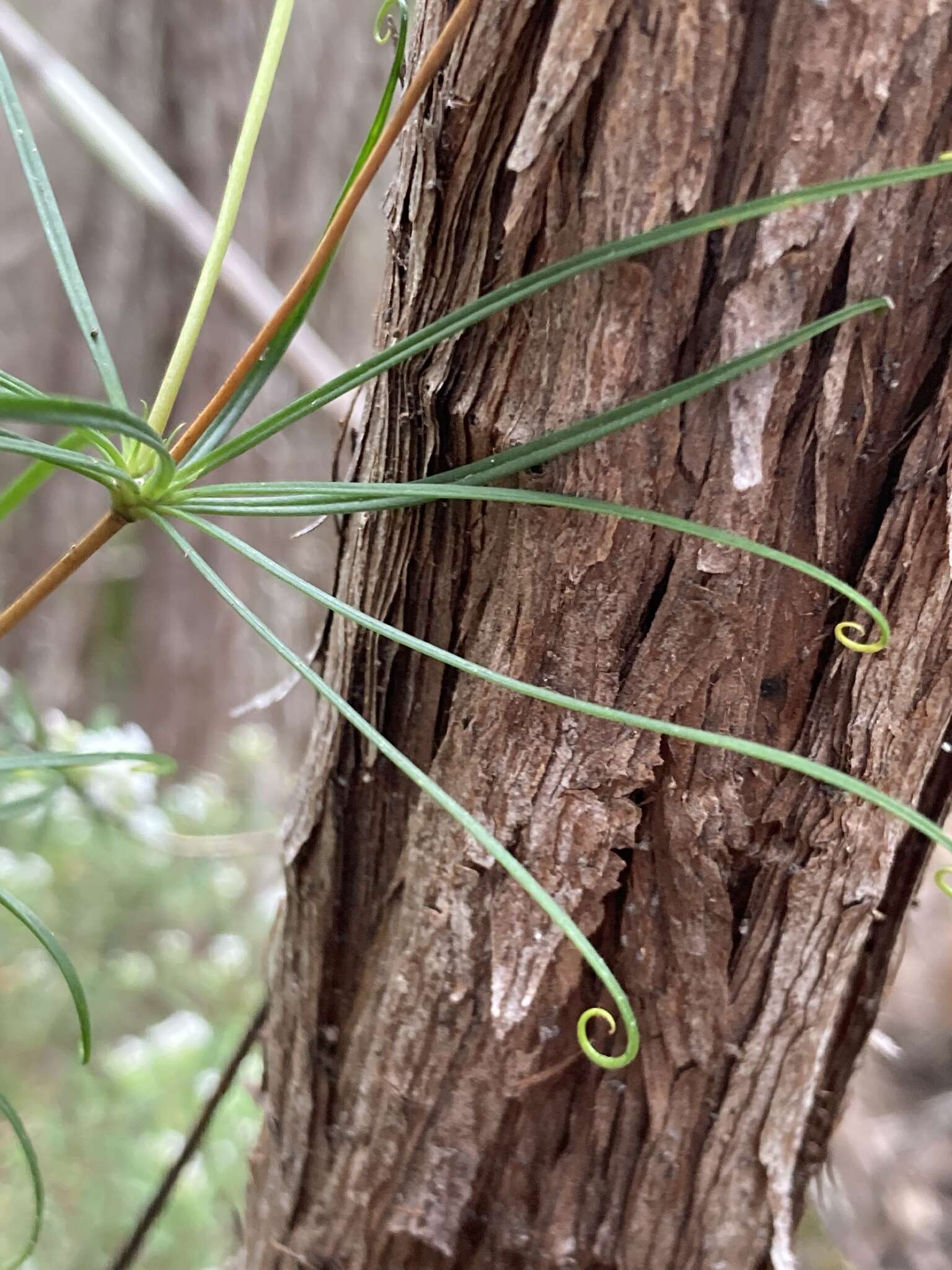 Image of Stylidium nymphaeum Wege