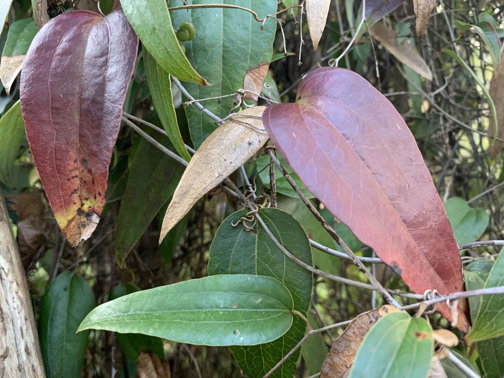 Image of Smilax glyciphylla Sm.