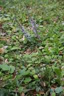 Image of Salvia japonica Thunb.