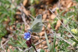 Image of Leptidea duponcheli (Staudinger 1871)