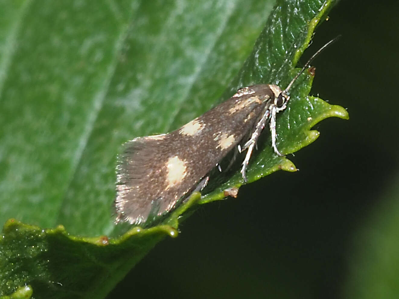 Image of Phaulernis fulviguttella Zeller 1839